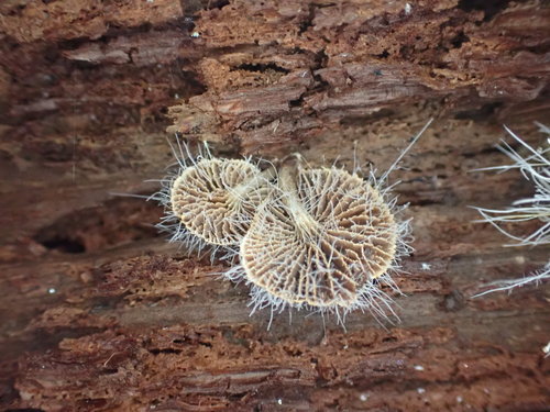 Tilachlidium brachiatum