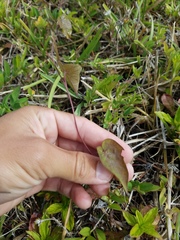 Ipomoea