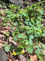 Viola rotundifolia