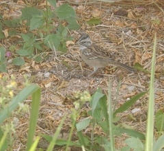 Zonotrichia capensis