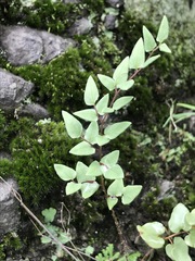 Pellaea cordifolia
