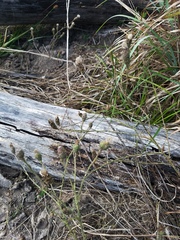 Liatris cymosa