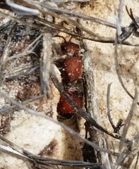 Dasymutilla ursus