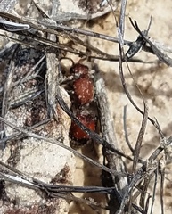 Dasymutilla ursus
