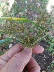 Cyperus pseudothyrsiflorus