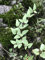 Pellaea cordifolia