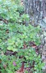 Rhododendron sichotense