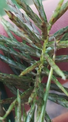 Cyperus pseudothyrsiflorus