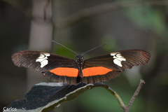 Heliconius hortense