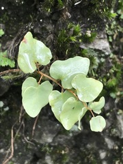 Pellaea cordifolia