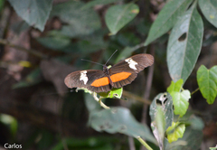 Heliconius hortense