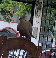 Streptopelia decaocto