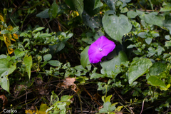 Ipomoea purga
