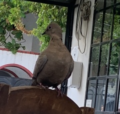 Streptopelia decaocto