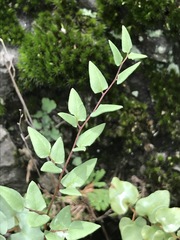 Pellaea cordifolia