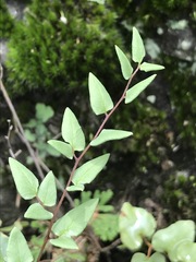 Pellaea cordifolia