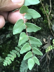 Pellaea cordifolia