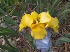 Iris