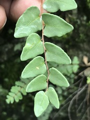 Pellaea cordifolia