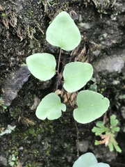 Pellaea cordifolia