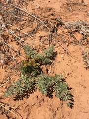 Cymopterus glomeratus