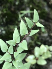 Pellaea cordifolia