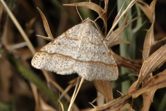 Isturgia sparsaria