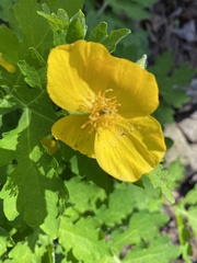 Stylophorum diphyllum