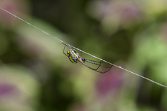 Leucauge regnyi
