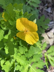 Stylophorum diphyllum