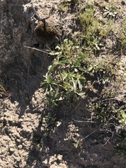 Delphinium cardinale