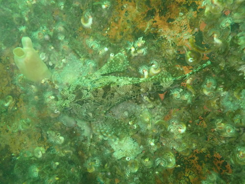 Leister sculpin (Enophrys lucasi) — Cottidae
