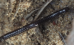 Juloidea