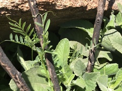 Lathyrus vestitus alefeldii