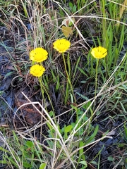 Helenium pinnatifidum