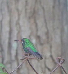 Chlorostilbon lucidus