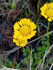 Helenium pinnatifidum