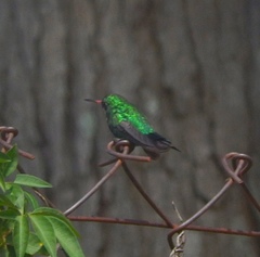 Chlorostilbon lucidus