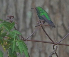 Chlorostilbon lucidus