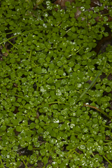 Callitriche muelleri