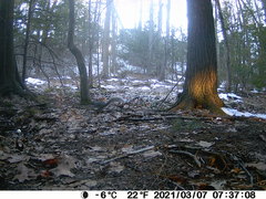 Sciurus carolinensis