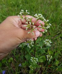 Mitreola petiolata