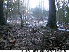 Sciurus carolinensis