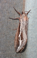 Abantiades labyrinthicus