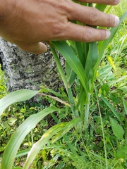 Sorghum bicolor bicolor