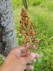 Sorghum bicolor bicolor
