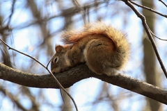 Tamiasciurus hudsonicus