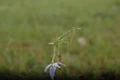 Burgilis curta