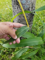 Sorghum bicolor bicolor