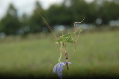 Burgilis curta